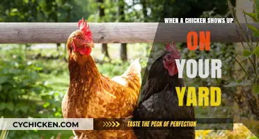 Unexpected Visitor: What to Do When a Chicken Wanders into Your Yard