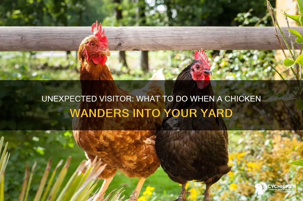when a chicken shows up on your yard