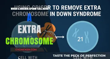 Chicken Sperm Cell Anomaly: Extra Chromosome Impact