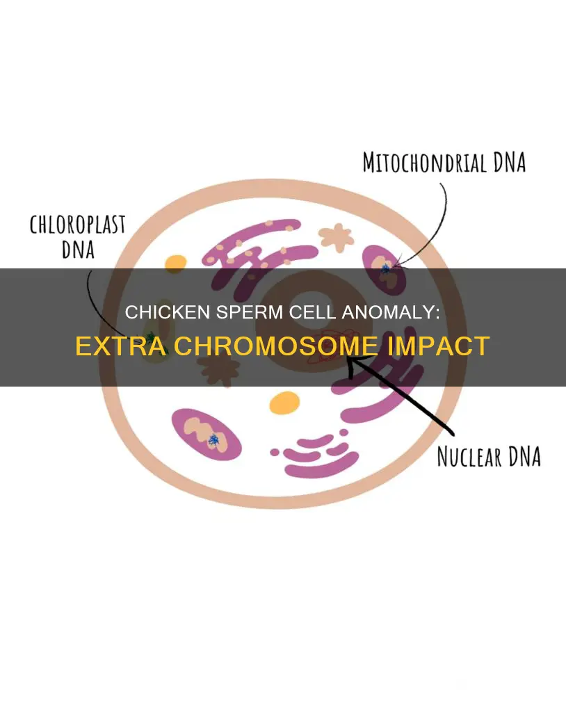 when a chicken sperm cell have a extra chromosome