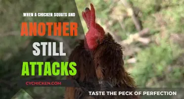 Why Chickens Squat and How to Stop Aggressive Pecking Behavior