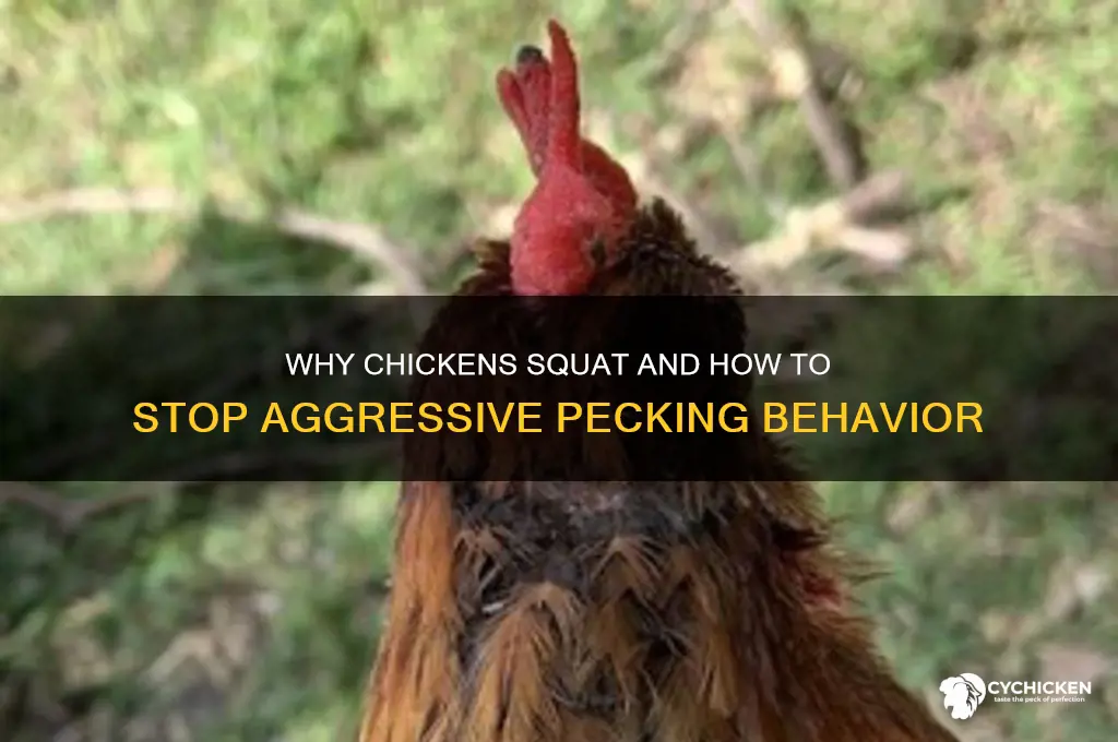 when a chicken squats and another still attacks