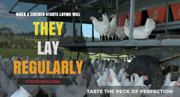 How Often Do Chickens Lay Eggs?