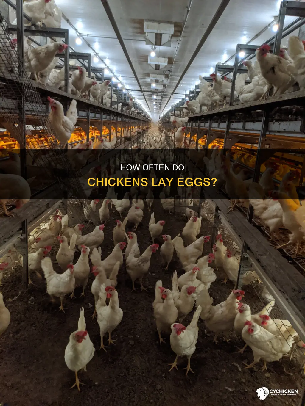 when a chicken starts laying will they lay regularly