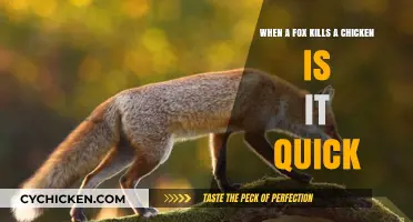 Foxes Killing Chickens: Quick and Brutal?
