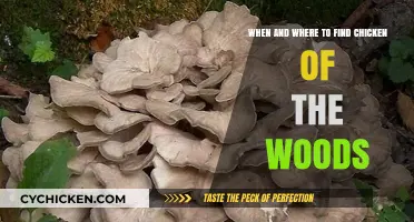 Discover Chicken of the Woods: Timing and Location Tips