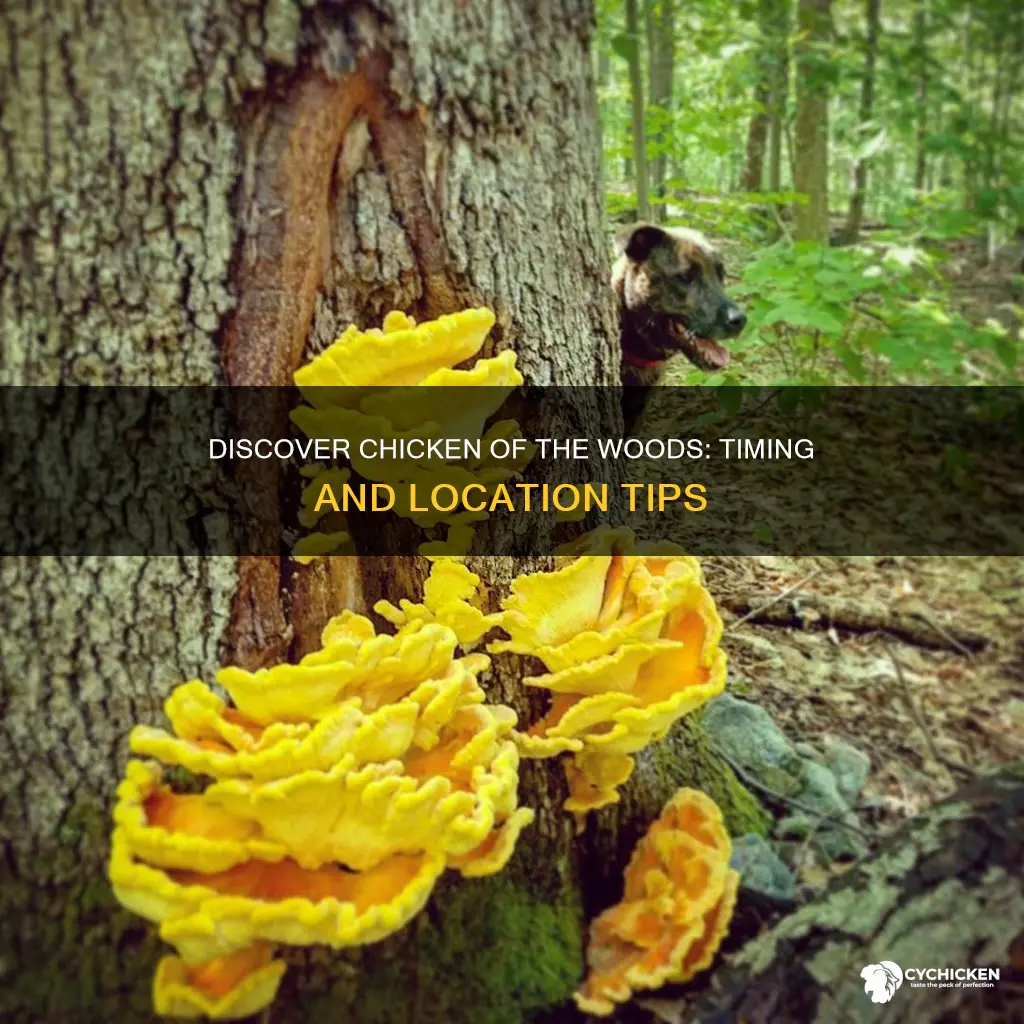 when and where to find chicken of the woods