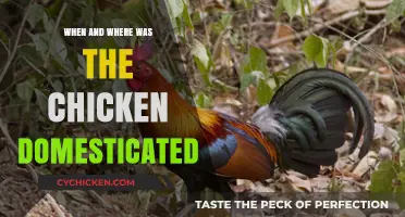 Unraveling the Ancient Origins of Chicken Domestication: Where and When?