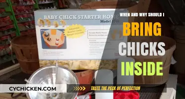 Bringing Chicks Indoors: Timing and Benefits for Healthy Growth