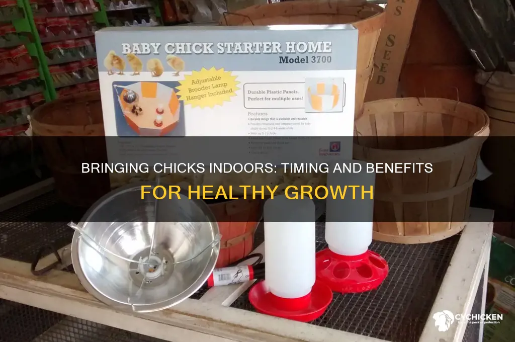 when and why should i bring chicks inside