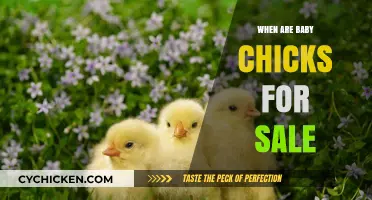 Springtime Savings: When and Where to Find Baby Chicks for Sale
