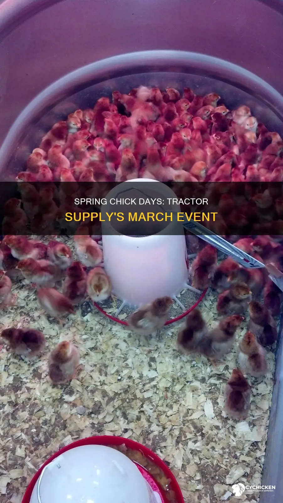 when are chick days at tractor supply spring march