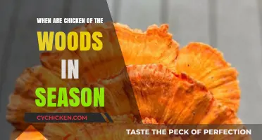 When to Find Chicken of the Woods: Seasonal Guide for Foragers