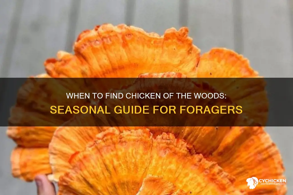 when are chicken of the woods in season