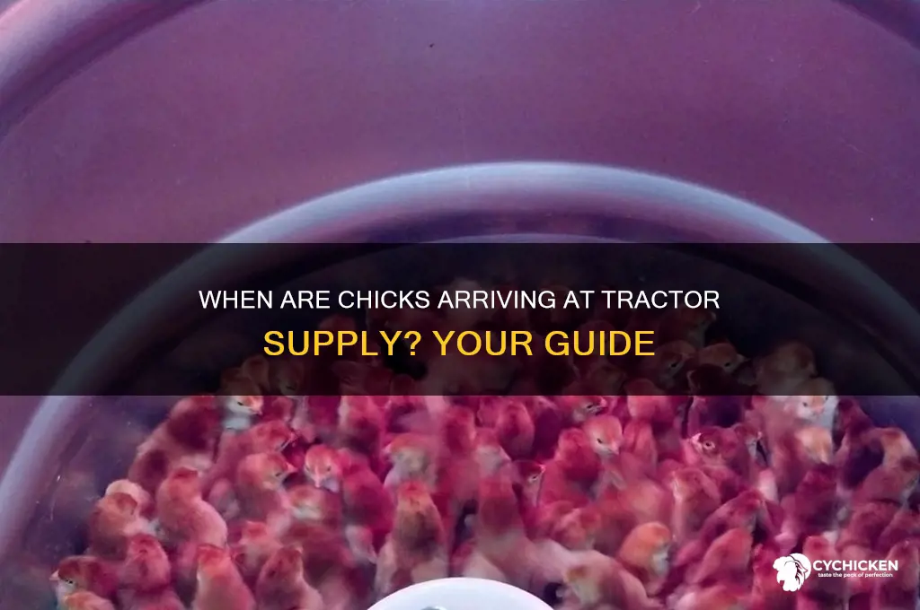 when are chicks coming to tractor supply