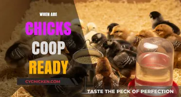 Coop-Ready Chicks: Timing and Tips for a Smooth Transition