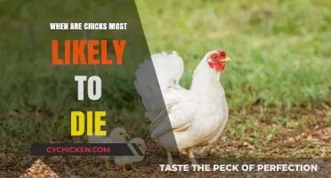 Critical Periods: When Chicks Face Highest Mortality Risks
