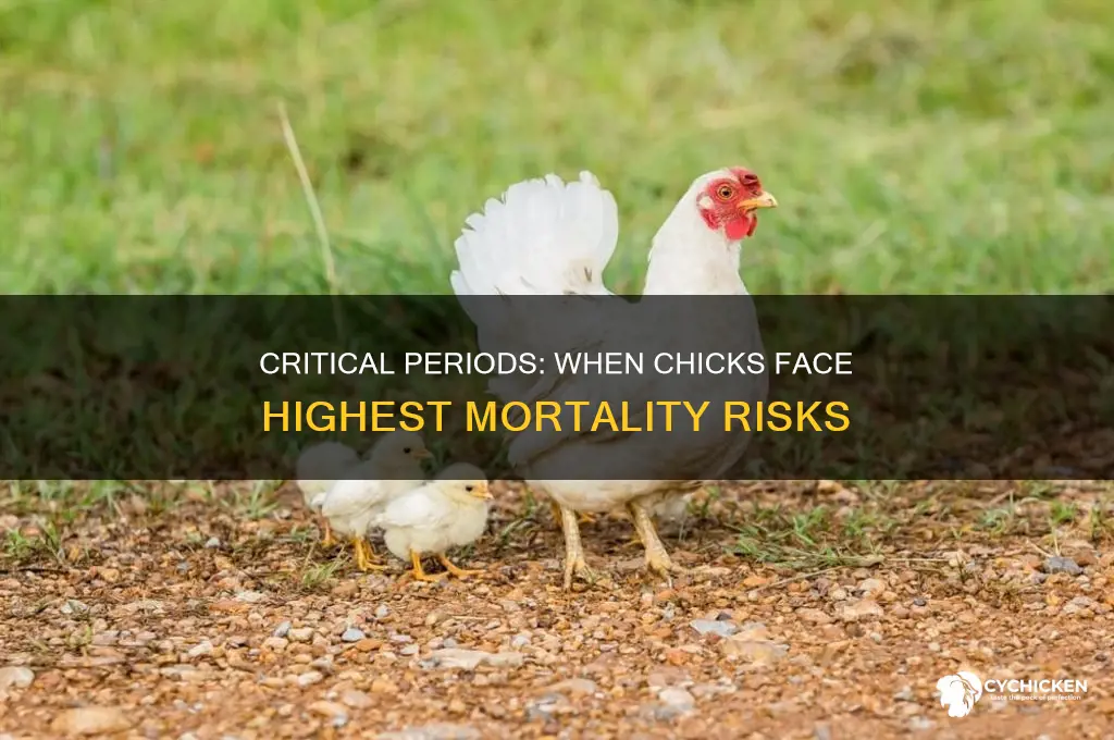 when are chicks most likely to die