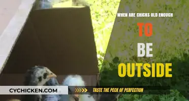 When Can Chicks Go Outside? A Guide to Safe Outdoor Transition
