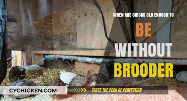 Brooder-Free Chicks: When's the Right Time?