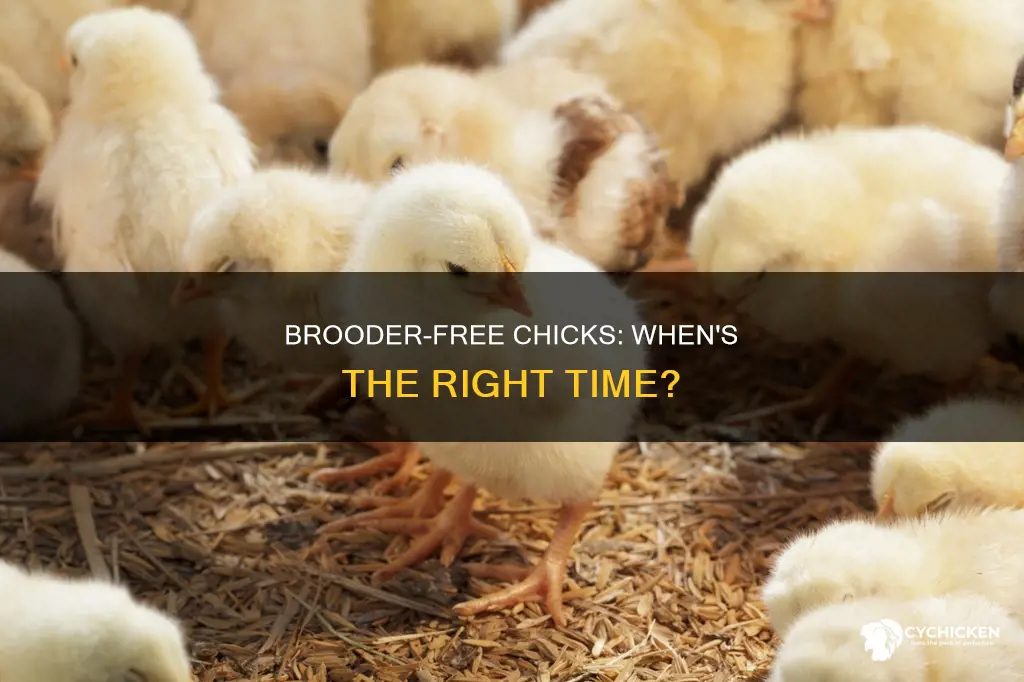 when are chicks old enough to be without brooder