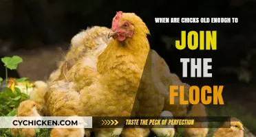 Integrating Chicks: When Can They Join the Flock?
