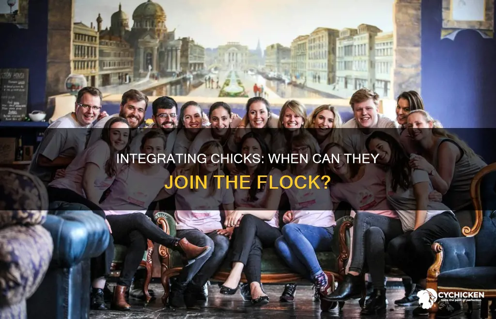 when are chicks old enough to join the flock