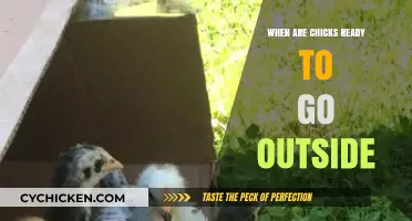 When Can Chicks Safely Transition to Outdoor Living?