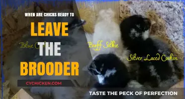 When Can Chicks Leave the Brooder: A Complete Guide