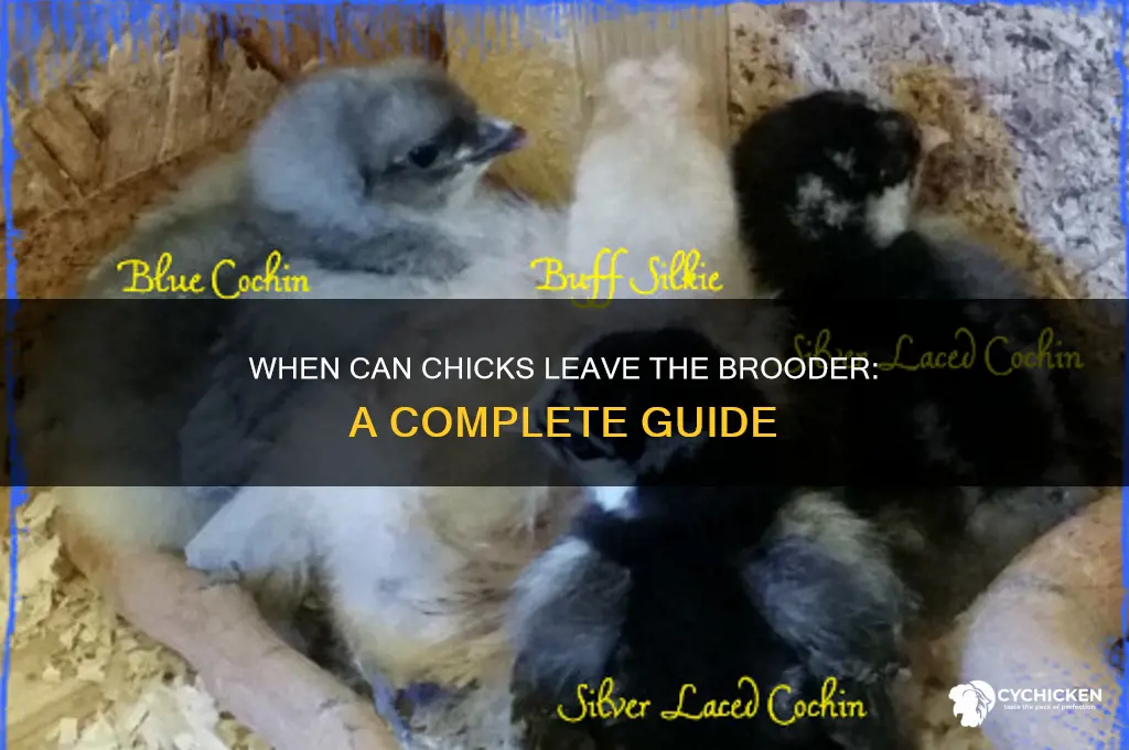 when are chicks ready to leave the brooder