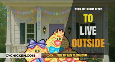 When Can Chicks Move Outdoors: A Guide for Backyard Flock Owners