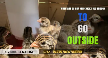 Guinea Hen Chicks: When Can They Go Outdoors?
