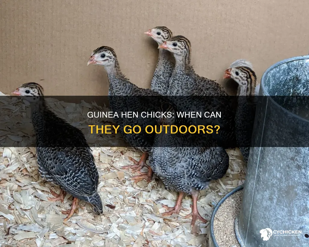 when are guinea hen chicks old enough to go outside