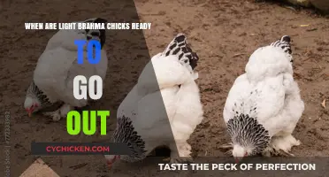 Brahma Chicks: When Can They Go Outdoors?