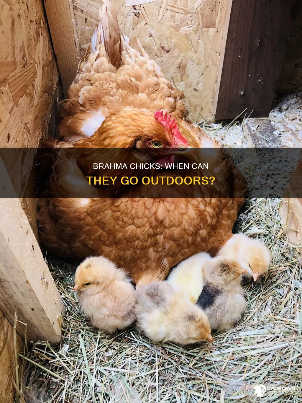 when are light brahma chicks ready to go out