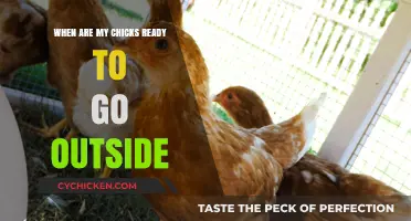 When Can Chicks Go Outside? A Guide for New Poultry Keepers