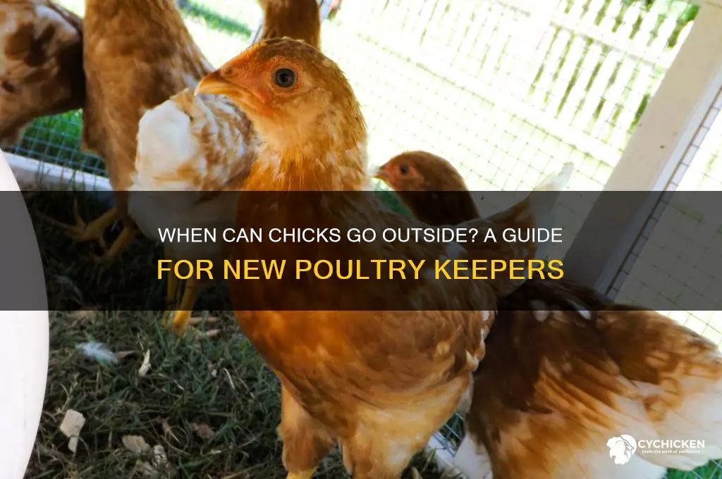 when are my chicks ready to go outside