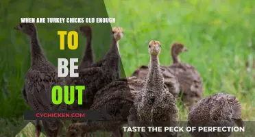 Turkey Chicks: When Can They Go Outdoors?
