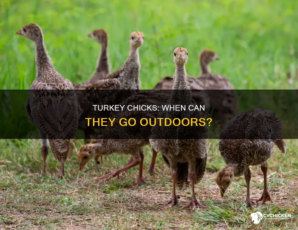 when are turkey chicks old enough to be out