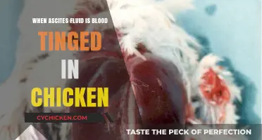 Blood-Tinged Ascites in Chickens: Causes, Diagnosis, and Treatment Options
