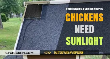 Sunlight for Chickens: Coop Design for Happy Hens