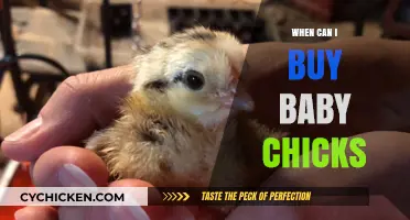 Best Time to Buy Baby Chicks: A Seasonal Guide for Beginners