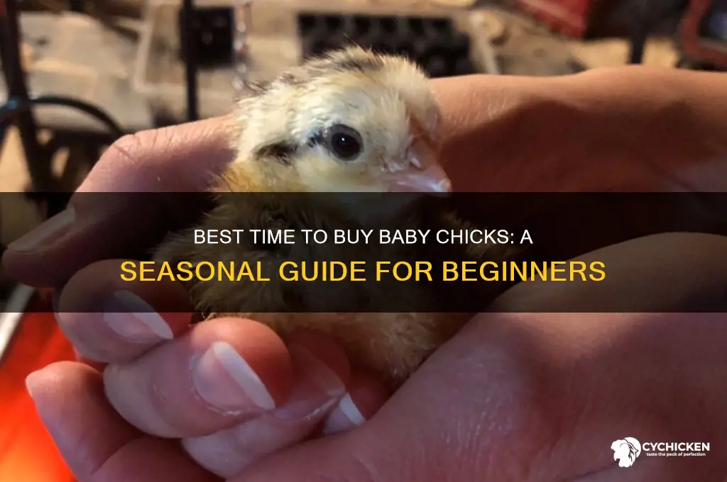 when can i buy baby chicks