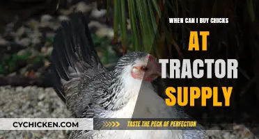 When to Buy Chicks at Tractor Supply: A Seasonal Guide