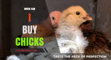 Best Time to Buy Chicks: A Beginner's Guide to Raising Poultry