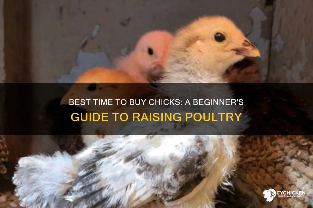 when can i buy chicks
