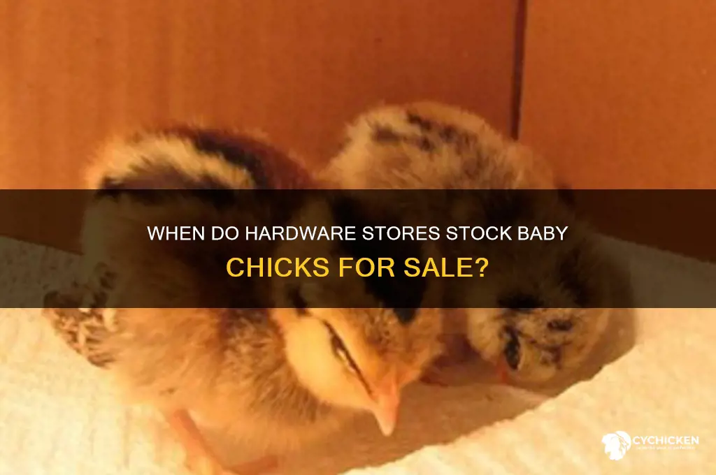 when can you buy baby chicks at the hardware store