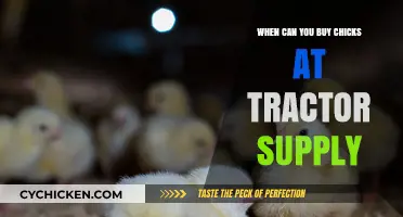 When to Buy Chicks at Tractor Supply: A Seasonal Guide