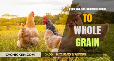 From Fluff to Feathers: The Right Time for Whole Grains in Chick Diets