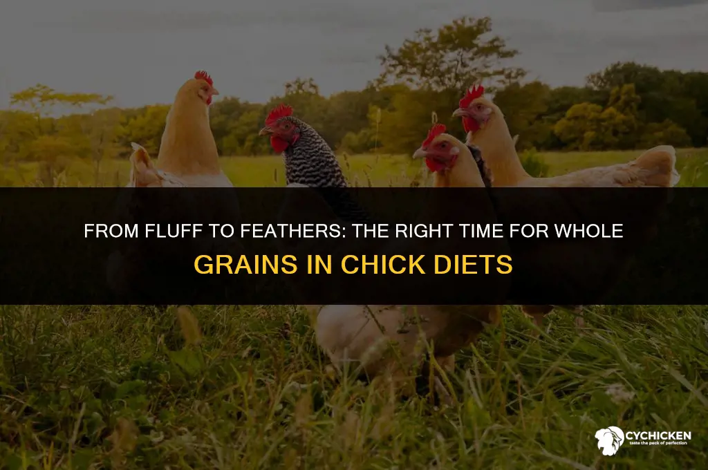 when can you transition chicks to whole grain